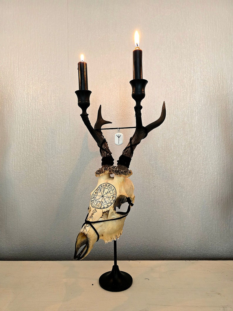 Real Roe Deer Skull Candle Holder Art