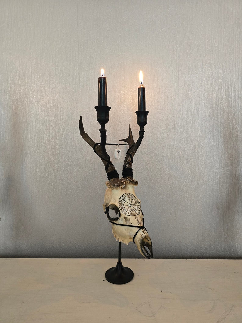 Real Roe Deer Skull Candle Holder Art